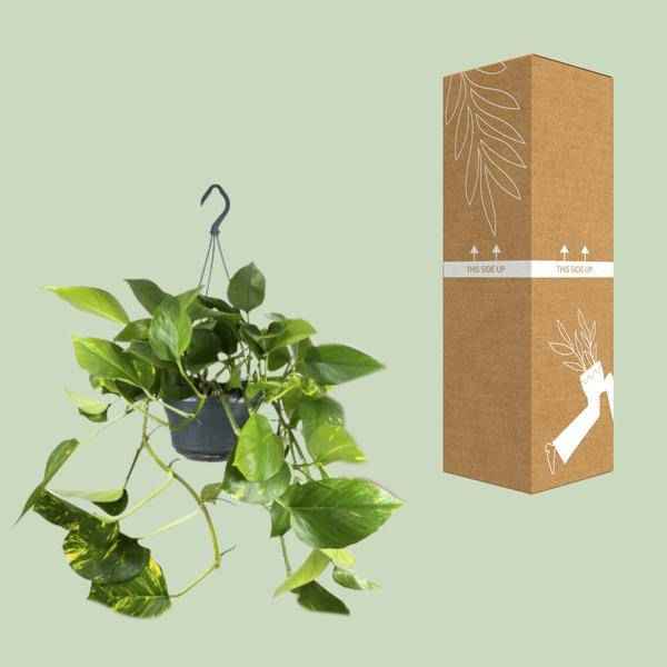 Image of Efeutute – Epipremnum Aureum – Ø15cm x H25cm – Schneller Wuchs – Pflegeleichte Zimmerpflanze – Luftreinigend – Kletter – & Hängepflanze