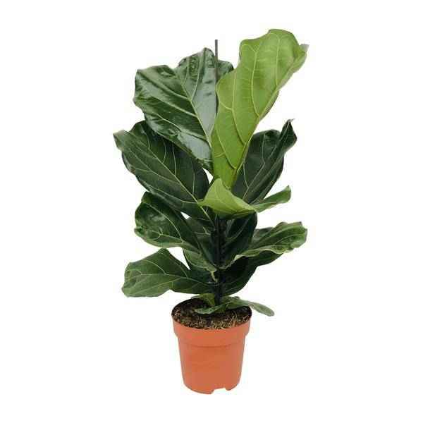 Image of Geigen – Feige (Ficus lyrata) Zimmerpflanze Ø17cm ↕75cm – pflegeleichte Grünpflanze für Wohnzimmer, Büro & helle Standorte kaufen-0