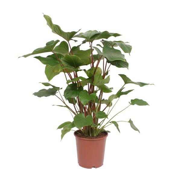 Image of Homalomena Rubescens Maggy Zimmerpflanze Ø24cm ↕90cm – pflegeleichte Grünpflanze für Wohnzimmer, Büro & helle Standorte kaufen