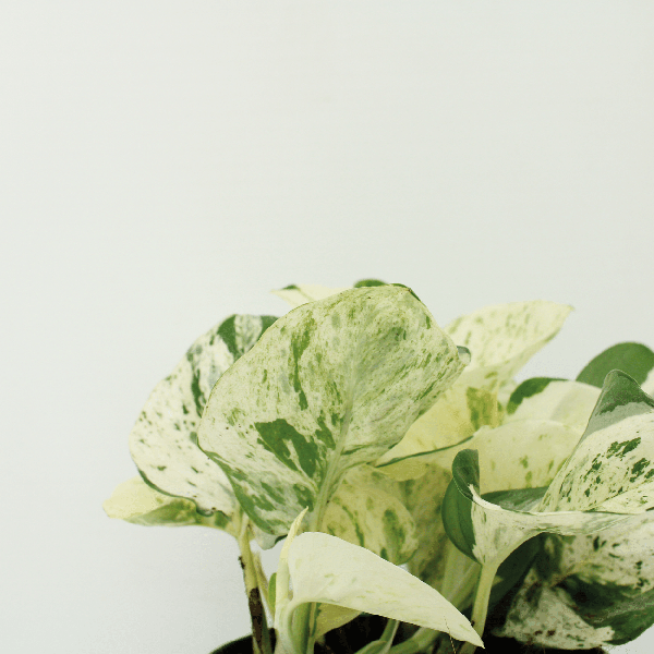 Image of Efeutute – Epipremnum Happy Leaf (Scindapsus) – 4 Pflanzen – Ø12cm – Höhe ca. 15cm – Kletter – & Hängepflanzen-2
