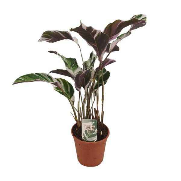 Image of Calathea Fusion White Zimmerpflanze Ø14cm ↕40cm – pflegeleichte Grünpflanze für Wohnzimmer, Büro & helle Standorte kaufen-0