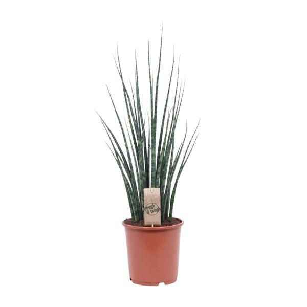 Image of Bogenhanf – Sansevieria Fernwood Mikado – Zimmerpflanze – Ø19cm – ↕80cm – Schwiegermutterzunge – pflegeleicht & luftreinigend