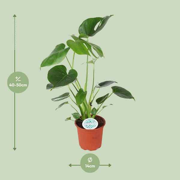 Image of Köstliches Fensterblatt Monstera Deliciosa Zimmerpflanze Ø14cm ↕45cm – pflegeleichte Grünpflanze für Wohnzimmer, Büro & helle Standorte kaufen-1