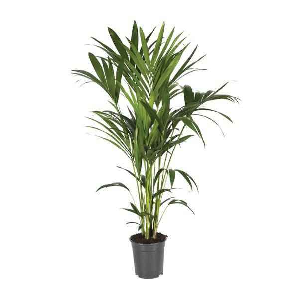 Image of Kentiapalme – Howea Forsteriana – Zimmerpflanze – Ø21cm – ↕120cm – Elegante & pflegeleichte Grünpflanze – Tropische Palme für Wohnzimmer & Büro-0