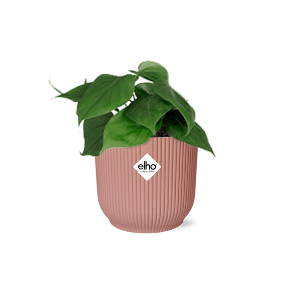 Image of Philodendron Scandens – Baumfreund – Zimmerpflanze inkl. Ziertopf Vibes Fold Rosa Ø14cm – Herzförmige Blätter – Pflegeleicht & luftreinigend-0