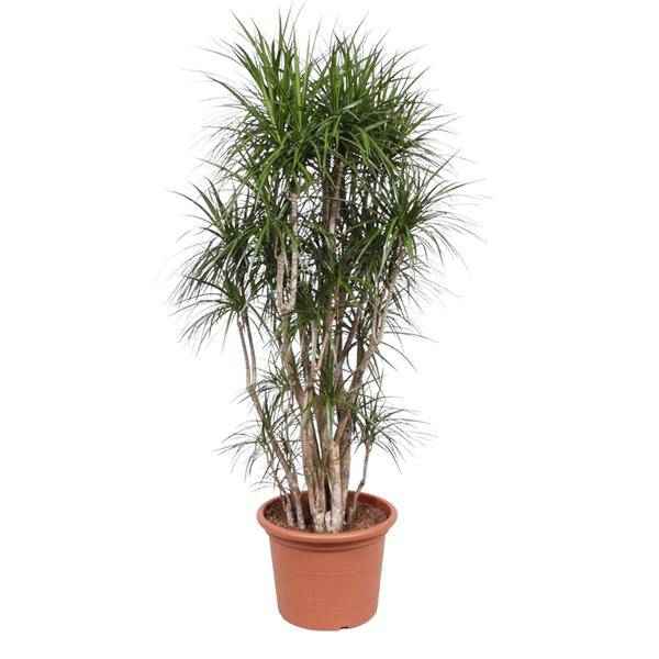 Image of Drachenbaum Dracaena Marginata – 220cm hoch – Ø40cm – Exotische Zimmerpflanze mit grünen Blättern & roten Rändern – pflegeleicht – für Zimmer & Büro-0