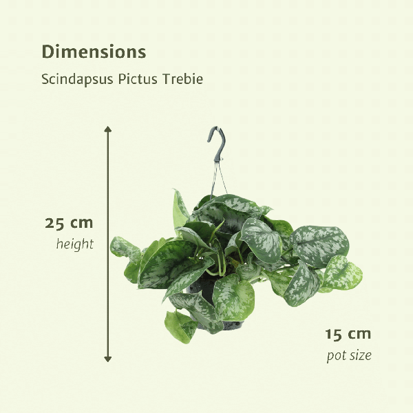 Image of Efeutute Scindapsus pictus Trebie Epipremnum Zimmerpflanze Ø15cm ↕25cm – pflegeleichte Grünpflanze für Wohnzimmer, Büro & helle Standorte kaufen-3