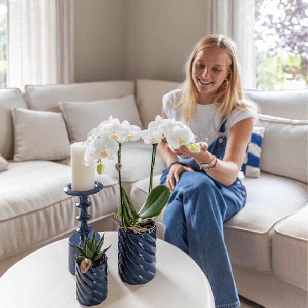 Image of Amabilis Orchidee Weiß & Sukkulente Haworthia – Zimmerpflanzen Set – Candy Dekotöpfe Blau Ø9cm & Ø6cm – Pflanzenset für Wohnzimmer & Geschenkidee