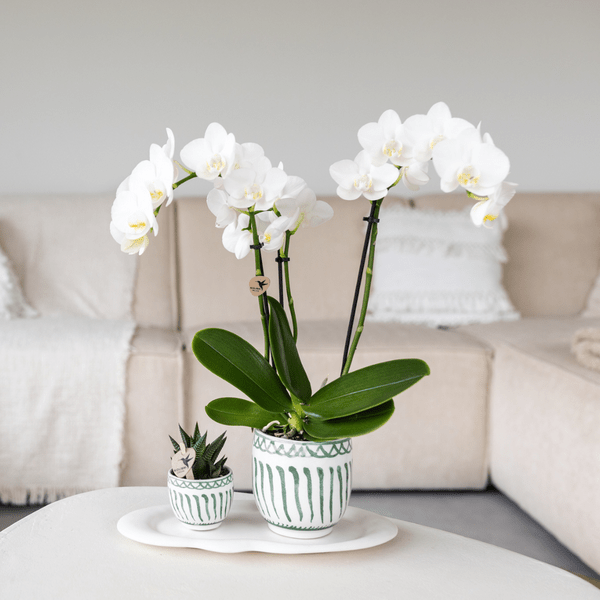 Image of Topf Granada – Grün – Ø6cm – Dekorativer Blumentopf aus Keramik im mediterranen Stil – Glasiertes Pflanzgefäß für Zimmerpflanzen – Mini – Übertopf-1