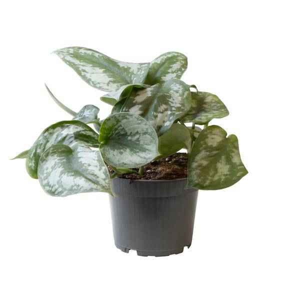 Image of Philodendron Scandens Pictus Trebie – Baumfreund – Ø12cm – ↕22cm – Pflegeleichte Hänge – & Kletterpflanze – Exotisches Blattmuster für Innenräume
