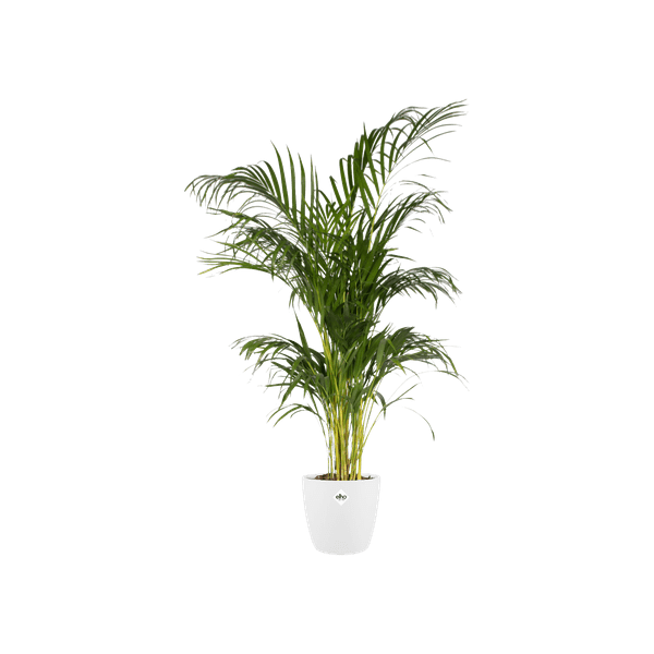 Image of Topf Brüssel Rund Weiß – D20 x H19 – Moderner Pflanztopf aus Kunststoff – Leicht & langlebig – Für Zimmerpflanzen & Outdoor