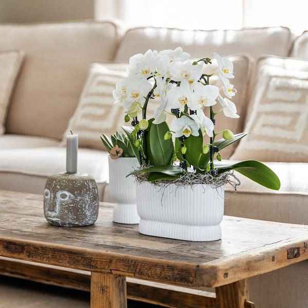 Image of Übertopf Diabolo Weiß – Ø6cm – Mini – Blumentopf mit eleganter Form – Keramiktopf für kleine Zimmerpflanzen & Sukkulenten-2