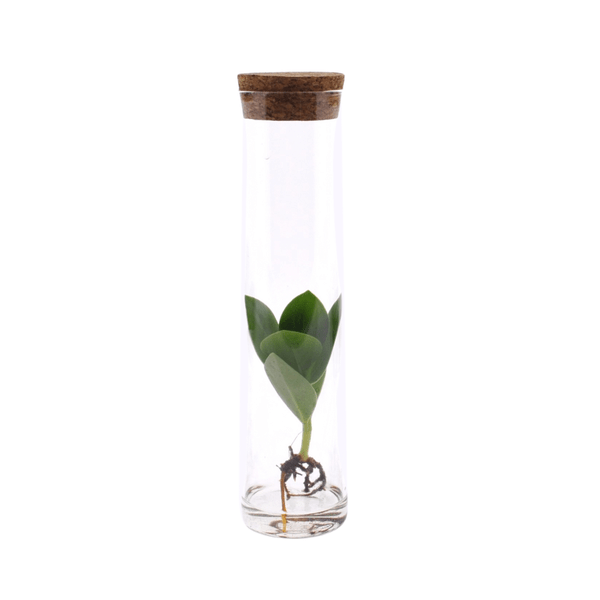 Image of Clusia im Röhrenglas Zimmerpflanze Ø5cm ↕15cm – pflegeleichte Grünpflanze für Wohnzimmer, Büro & helle Standorte kaufen-0