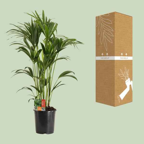Image of Kentiapalme Howea Forsteriana – Zimmerpflanze Ø24cm ↕120cm – pflegeleichte tropische Grünpflanze luftreinigend für Wohnzimmer Büro Schlafzimmer-2