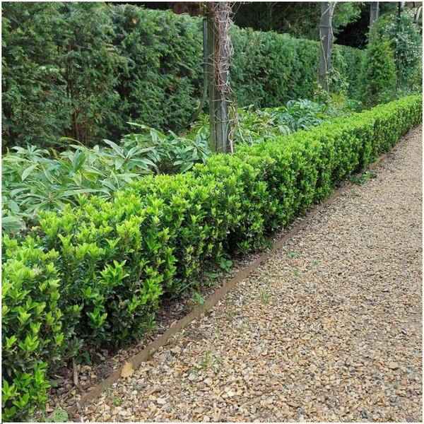 Image of Grüne Spindelstrauchhecke – Euonymus japonicus 'Green Spire' – 6 winterharte Heckenpflanzen – Immergrüne Gartenhecke – Sichtschutz ca. 1 Meter-1