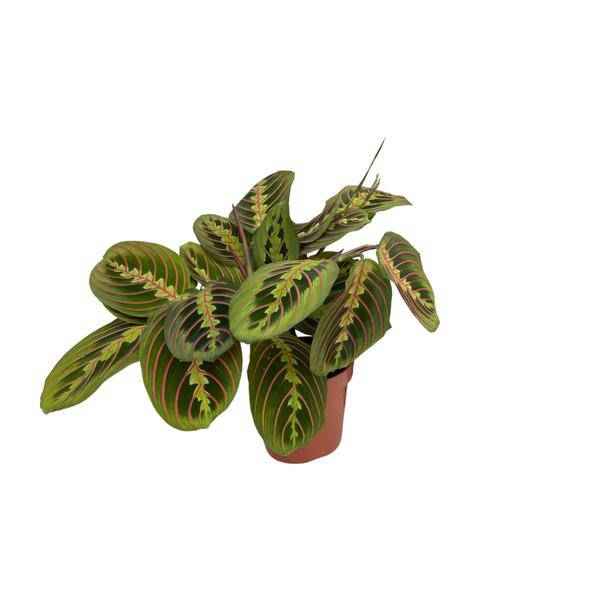 Image of Maranta Fascinator Zimmerpflanze Ø12cm ↕30cm – pflegeleichte Grünpflanze für Wohnzimmer, Büro & helle Standorte kaufen