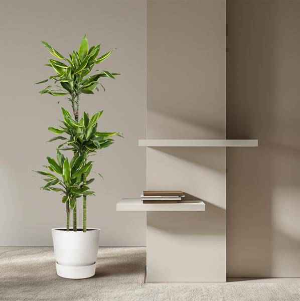 Image of Drachenbaum Zimmerpflanze Ø24cm ↕160cm – pflegeleichte Grünpflanze für Wohnzimmer, Büro & helle Standorte kaufen-3