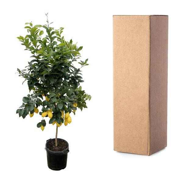 Image of Orangenbaum – Citrus Calamondin – Zitruspflanze 200cm Ø40cm – Kübelpflanze mit duftenden Blüten & Früchten-2