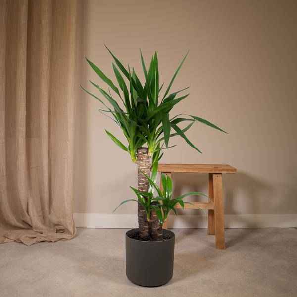 Image of Palmlilie Yucca Elephantipes Zimmerpflanze Ø17cm ↕85cm – pflegeleichte Grünpflanze für Wohnzimmer, Büro & helle Standorte kaufen-2