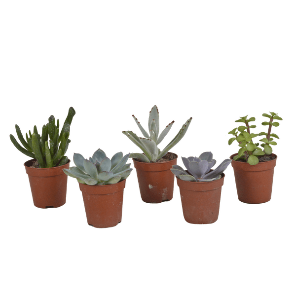 Image of Sukkulenten Mix – 5 Pflanzen – Ø5,5cm – Bunte Zimmerpflanzen Mischung – Pflegeleichte & dekorative Mini Sukkulenten direkt vom Züchter-0