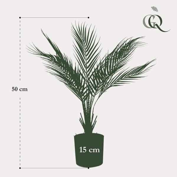 Image of Kunstpflanze Chamaedorea Elegans – Bergpalme – 50cm – künstliche Mini – Palme mit naturgetreuen Fiederblättern – pflegefrei-4