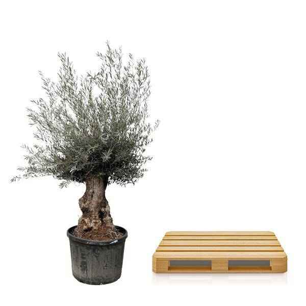 Image of Olivenbaum – Olea Europaea Bonsai – 225cm – Ø80cm – Mediterrane Pflanze mit gedrehtem Stamm – Echter Olivenbonsai für Garten, Terrasse & Innenbereich-2