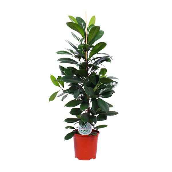 Image of Gummibaum Ficus Cyathistipula – Zimmerpflanze Ø21cm – ca. 105cm hoch – pflegeleichte tropische Pflanze für Wohnzimmer, Büro & Innenraumbegrünung-0