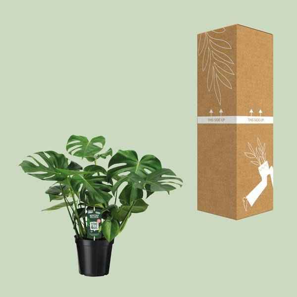 Image of Monstera Deliciosa Köstliches Fensterblatt Zimmerpflanze Ø21cm ↕65cm – pflegeleichte Grünpflanze für Wohnzimmer, Büro & helle Standorte kaufen-2