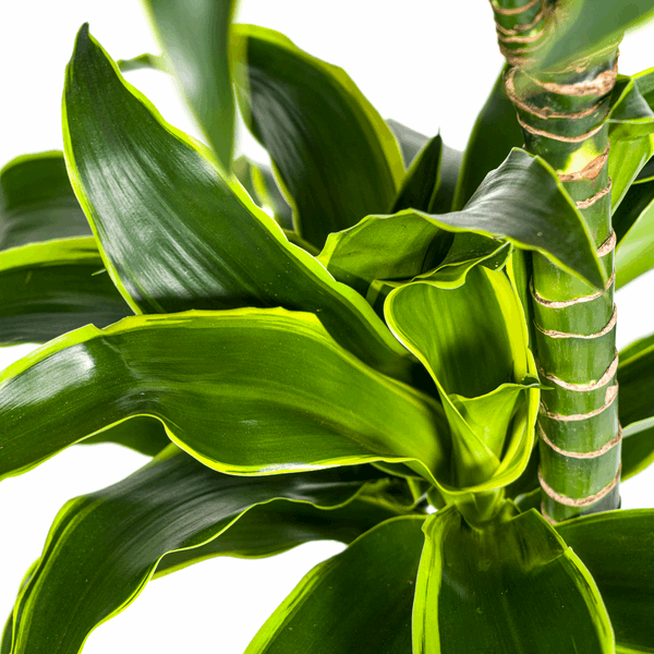 Image of Dracaena Deremensis Dorado – Drachenbaum – Ø24cm – ↕120-140cm – Elegante Zimmerpflanze mit dunkelgrünen Blättern & gelbem Rand