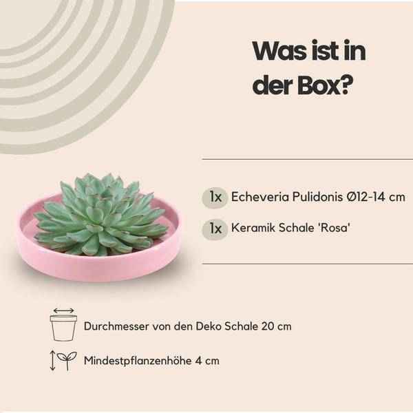 Image of Sukkulente – Echeveria pulidonis ROOTLESS – Ø20cm Schale Rosa – Zimmerpflanze ohne Wurzeln – Pflegeleichte Schnitt-3