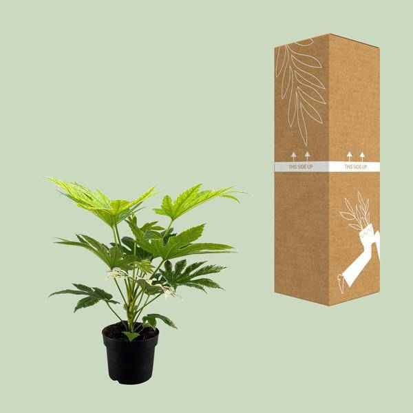 Image of Zimmeraralie Fatsia Japonica Spider Web Zimmerpflanze Ø17cm ↕50cm – pflegeleichte Grünpflanze für Wohnzimmer, Büro & helle Standorte kaufen