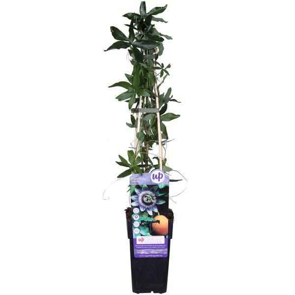 Image of Passionsblume Blau – Passiflora caerulea – Ø15cm – ca. 65cm hoch – Winterharte Kletterpflanze mit exotischen Blüten – Für Pergola, Zaun & Rankgitter-1