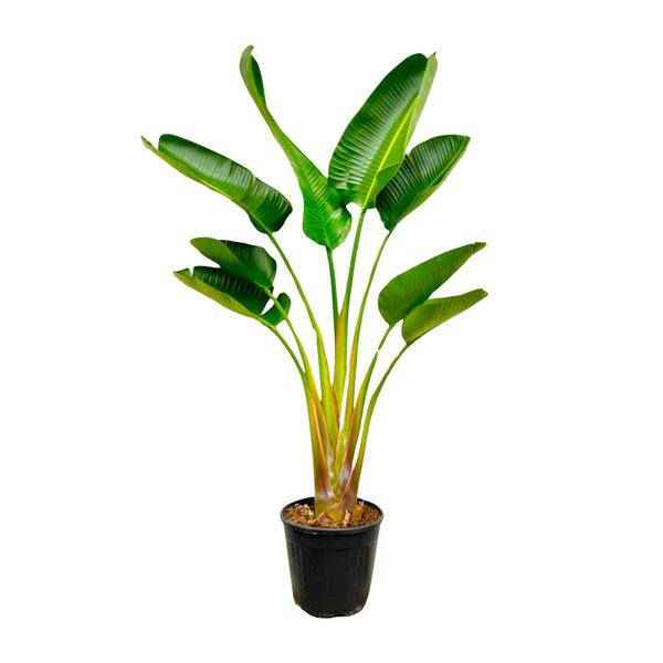 Image of Baum – Strelitzie – Strelitzia Augusta – ca. 160cm hoch – Ø24cm – Exotische Zimmerpflanze mit großen Blättern