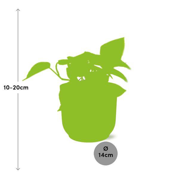 Image of Efeutute Epipremnum Pinnatum Golden Pothos – Zimmerpflanze im dekorativen Topf Vibes Fold 14cm Rosa-1