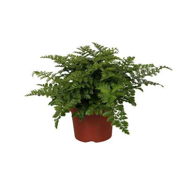 Image of Nestfarn – Asplenium Parvati – Zimmerpflanze – Ø12cm – ↕25cm – dekorativer Farn mit eleganten Wedeln – pflegeleichte Grünpflanze für Innenräume-0