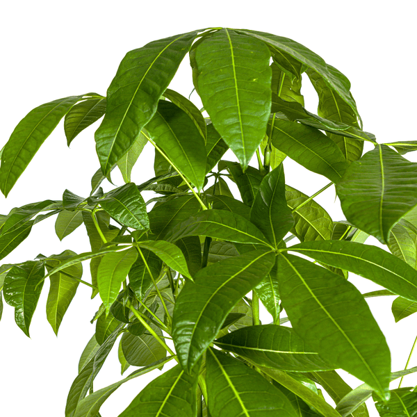 Image of Glückskastanie – Pachira Aquatica – Zimmerpflanze – Ø30cm – Höhe 160-180cm – Geflochtener Stamm & glänzende Blätter – Exotisch & pflegeleicht-2