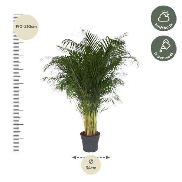 Image of Goldfruchtpalme – Dypsis Lutescens – Areca – Palme – Zimmerpflanze – 200cm hoch Ø34cm – Tropisches Grün für Wohnzimmer & Büro-1
