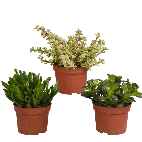 Image of Sukkulenten – Crassula Mix – 3 Pflanzen – Ø10,5cm – pflegeleichte Zimmerpflanzen – robuste Minibäume für Zuhause & Büro-0