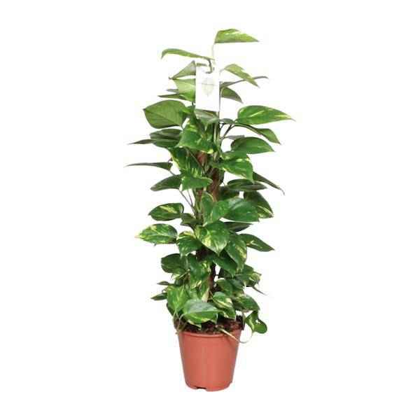 Image of Efeutute Epipremnum Scindapsus Pinnatum – Goldene Efeutute am Moosstock – Ø19cm – ↕80cm – Luftreinigende Zimmerpflanze mit herzförmigen Blättern-0