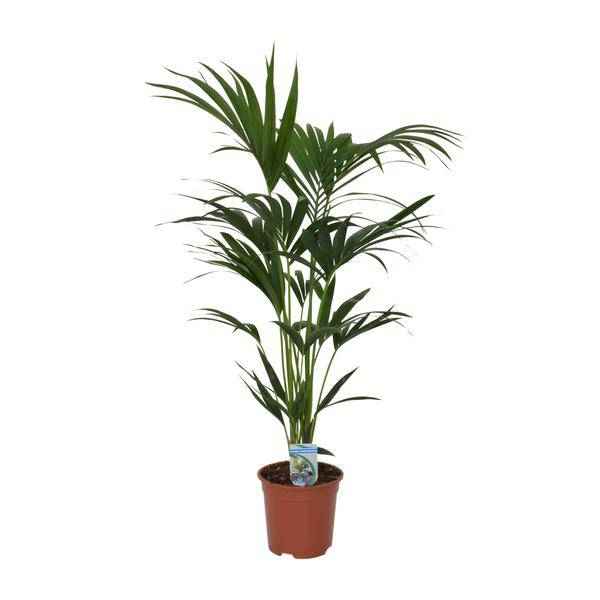 Image of Kentia Palme Howea forsteriana Zimmerpflanze Ø21cm ↕120cm – tropische Grünpflanze für Wohnzimmer, Büro & helle Standorte kaufen-0