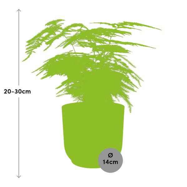 Image of Feder – Spargel Asparagus Setaceus Plumosus Zimmerpflanze Ø12cm Ø14cm – pflegeleichte Grünpflanze für Wohnzimmer, Büro & helle Standorte kaufen-1