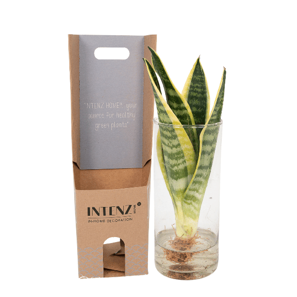 Image of Sansevieria im Glaszylinder – Ø12cm – ↕30cm – Pflegeleichte Zimmerpflanze im dekorativen Glasgefäß – Luftreinigend & robust-0