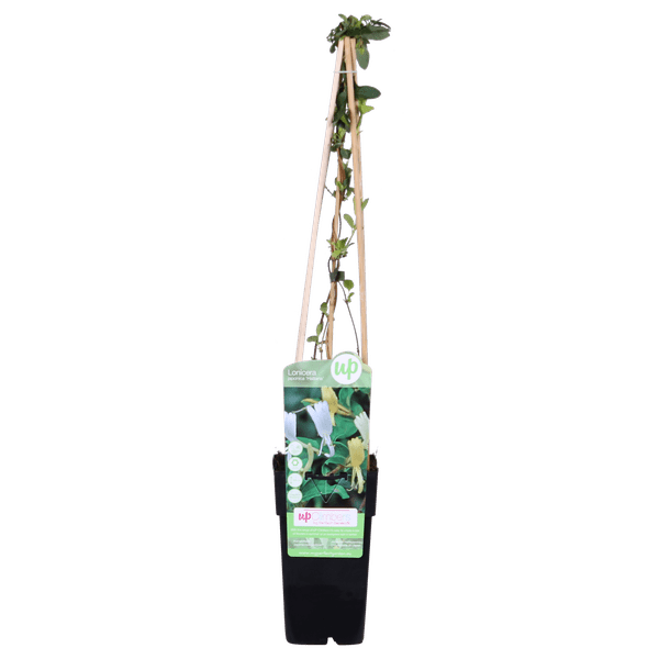 Image of Gelbbunte Geißschlinge – Lonicera japonica ‘Halliana’ – Ø15cm x ↕65cm – Weiß – gelbe, stark duftende Kletterpflanze-1