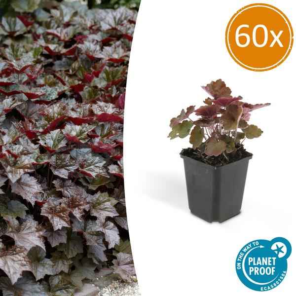 Image of Heuchera mic. 'Palace Purple' – Rotblättriges Silberglöckchen – Ø9cm – ↕10-25cm – 60 Pflanzen – Schattengartenstaude – pflegeleicht & bienenfreundlich