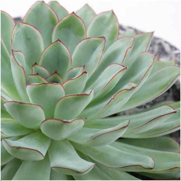 Image of Sukkulente Echeveria pulidonis Rootless Zimmerpflanze Ø20cm – pflegeleichte Sukkulente für Wohnzimmer, Büro & helle Standorte kaufen-1