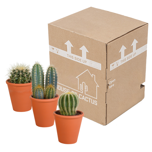 Image of Sukkulenten & Kakteen Mix 3 Pflanzen Ø8,5cm – pflegeleichtes Pflanzen Set für Urban Jungle, Fensterbank, Wohnzimmer & Büro