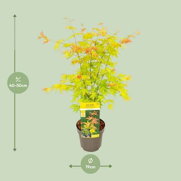 Image of Fächer – Ahorn – Acer palmatum 'Orange Dream' – Ø19cm – ↕50cm – Japanischer Ahorn – Winterharte Zierpflanze für Garten & Terrasse-1