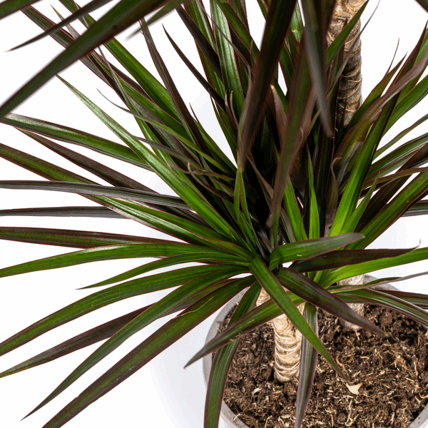 Image of Dracaena Marginata Magenta – Drachenbaum – Zimmerpflanze Ø24cm ↕130-150cm – Dunkelgrüne Blätter mit Rotrand – Pflegeleicht