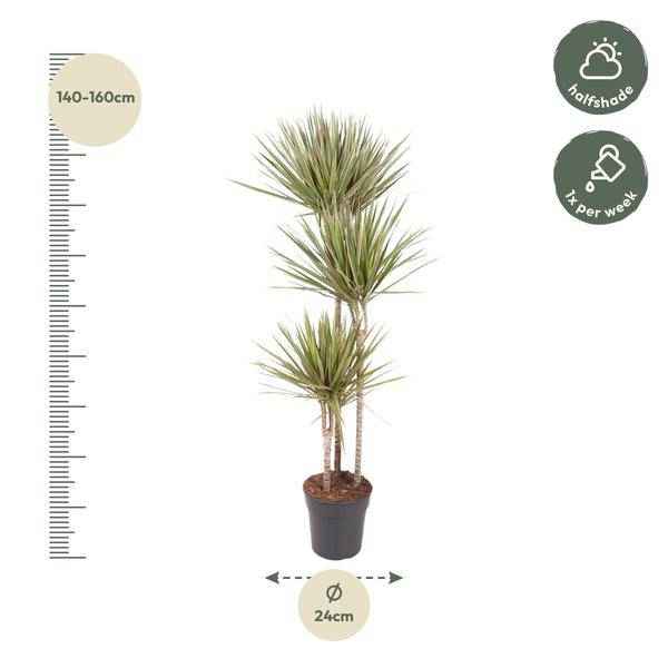 Image of Drachenbaum Zimmerpflanze Ø24cm ↕150cm – pflegeleichte Grünpflanze für Wohnzimmer, Büro & helle Standorte kaufen