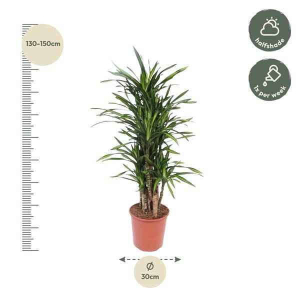 Image of Drachenbaum Dracaena Riki – 140cm hoch – Ø30cm – Elegante Zimmerpflanze mit schmalem dunkelgrünem Blattwerk – pflegeleicht – für Zimmer & Büro